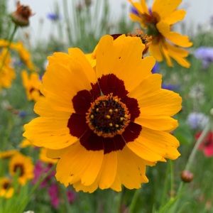 Meet your Posher, Krystal